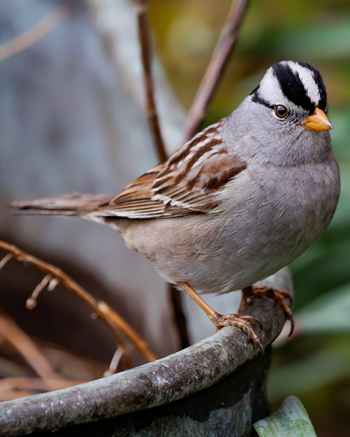 White-crowned Sparrow