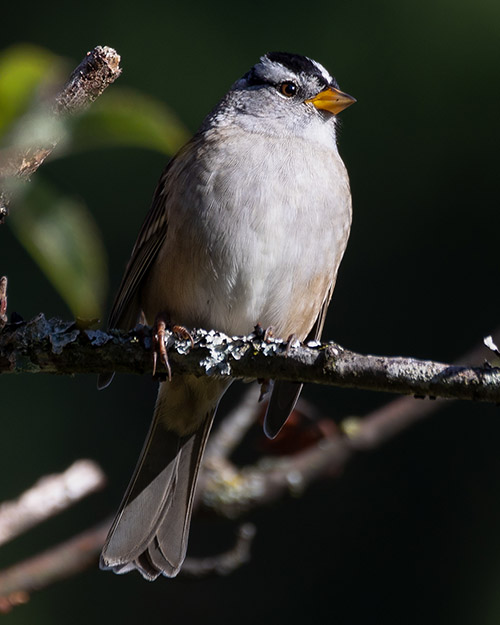 White-crowned Sparrow