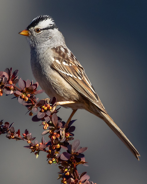 White-crowned Sparrow