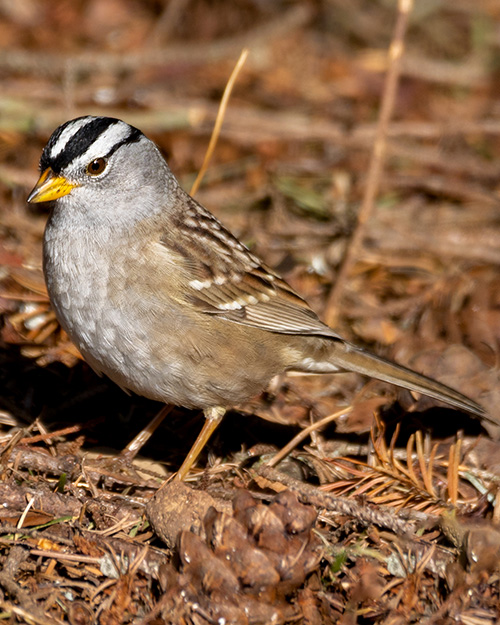 White-crowned Sparrow