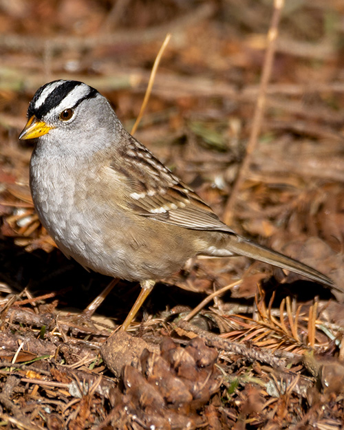 White-crowned Sparrow