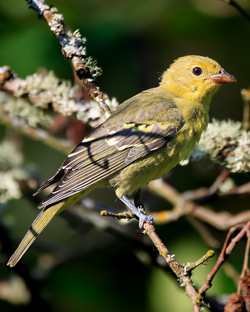 Western Tanager