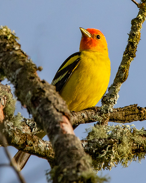 Western Tanager