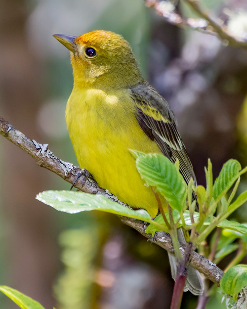 Western Tanager