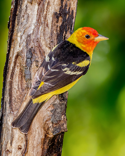 Western Tanager