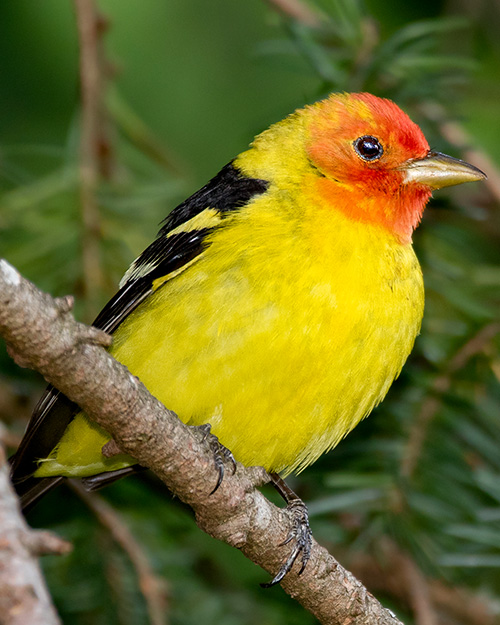 Western Tanager