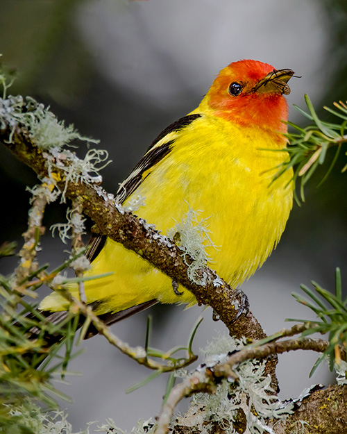 Western Tanager