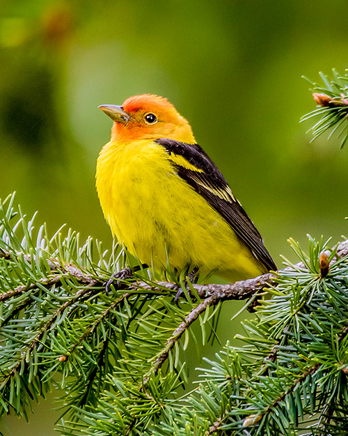 Western Tanager