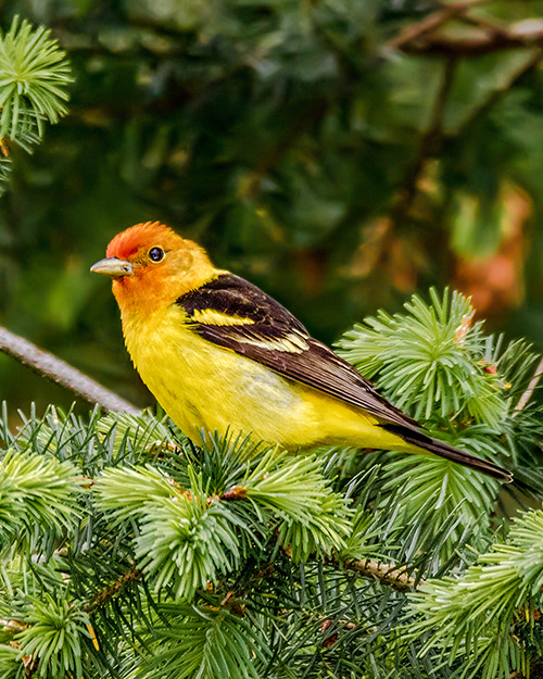 Western Tanager