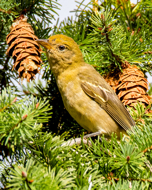 Western Tanager