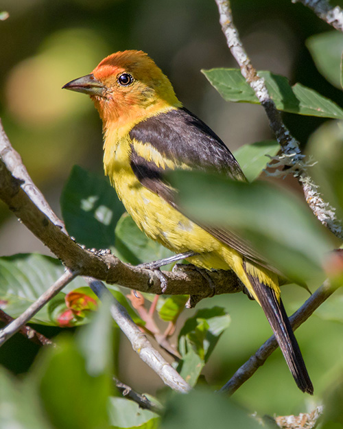 Western Tanager