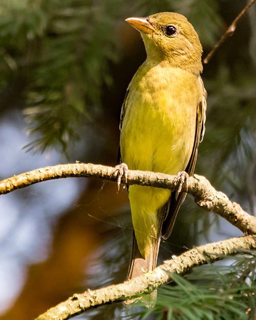 Western Tanager