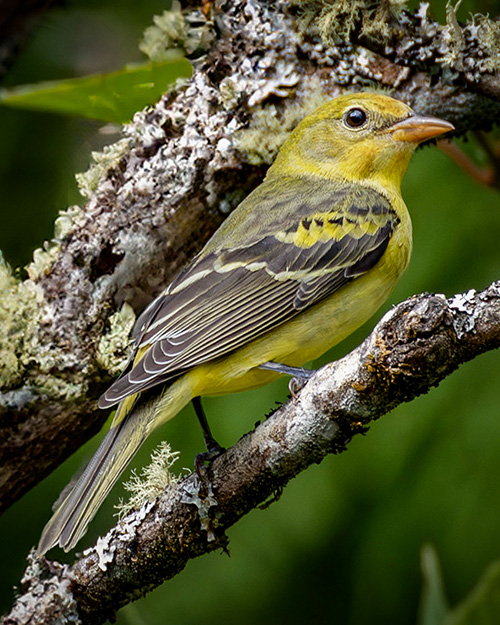 Western Tanager