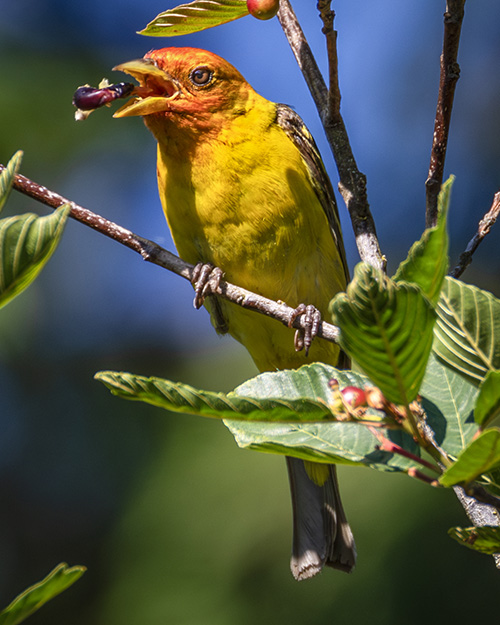 Western Tanager