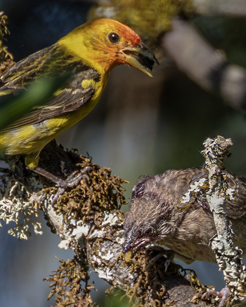 Fledgling Western Tanager