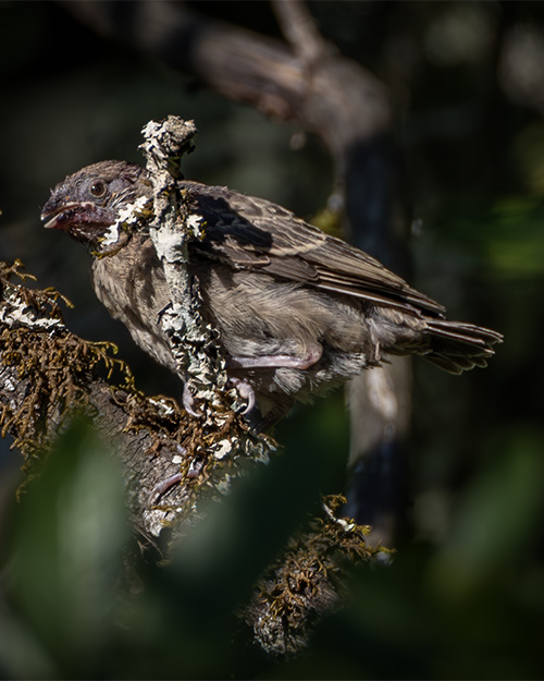 Fledgling Western Tanager