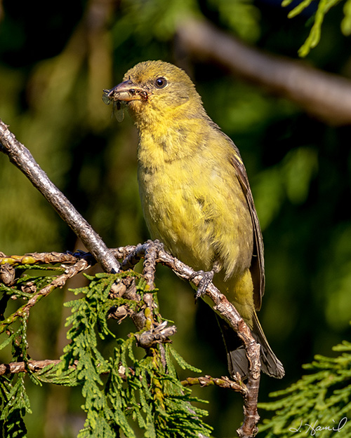Western Tanager