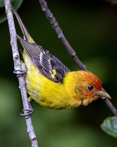 Western Tanager