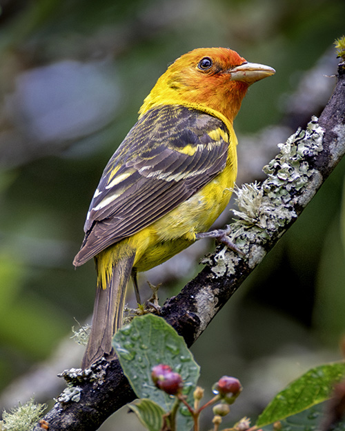 Western Tanager