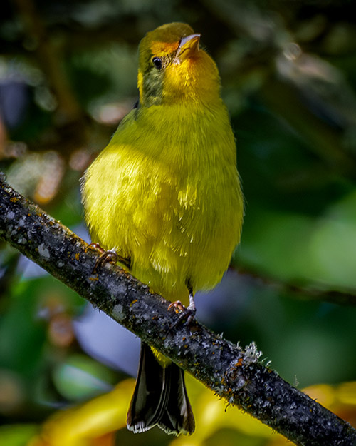 Western Tanager