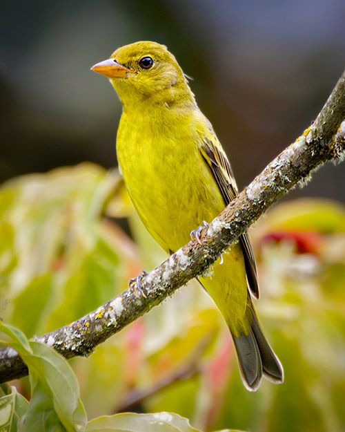 Western Tanager