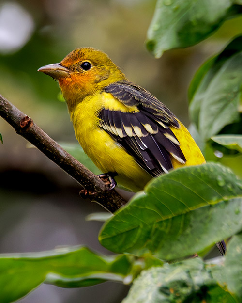 Western Tanager