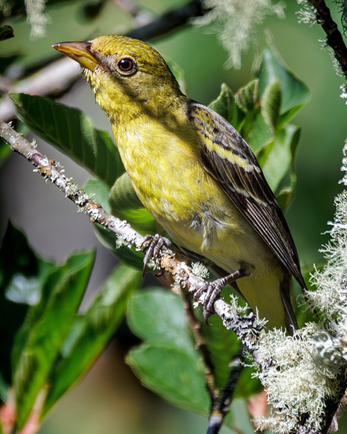 Western Tanager