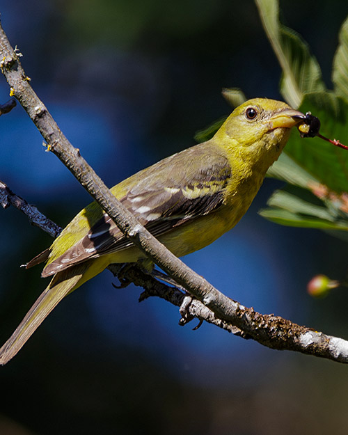 Western Tanager