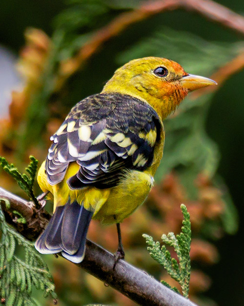 Western Tanager