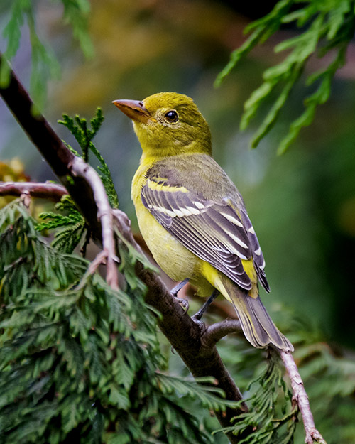 Western Tanager