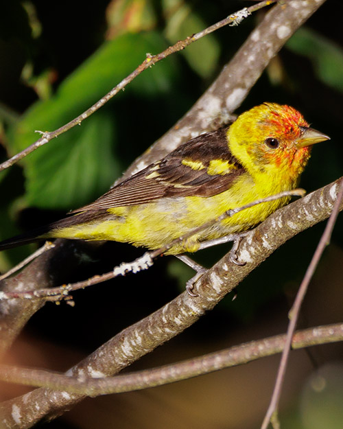 Western Tanager