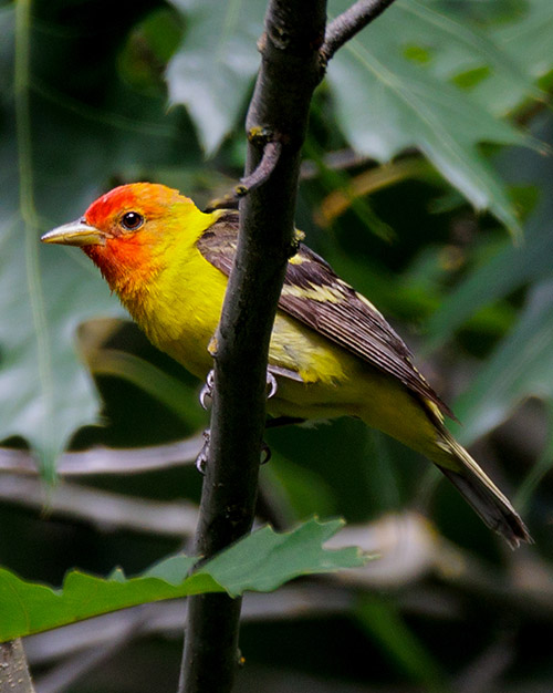 Western Tanager