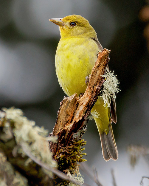 Western Tanager