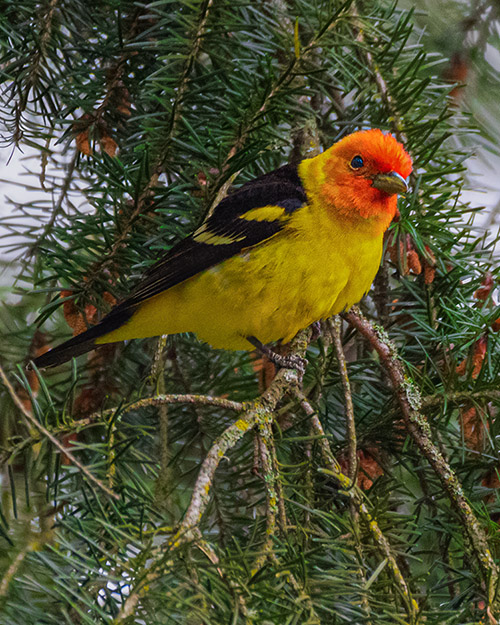 Western Tanager