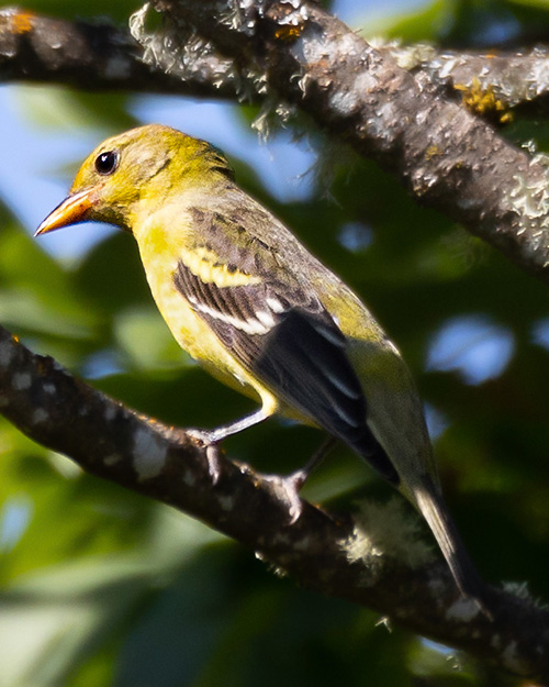 Western Tanager