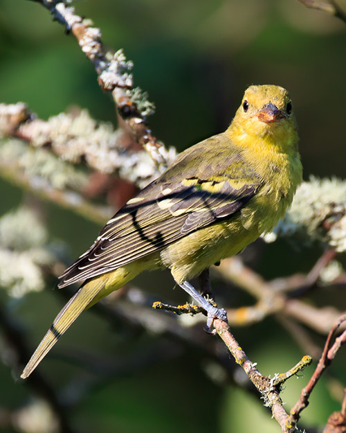 Western Tanager