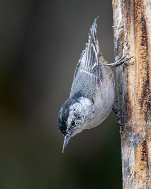 White-breasted Nuthatch