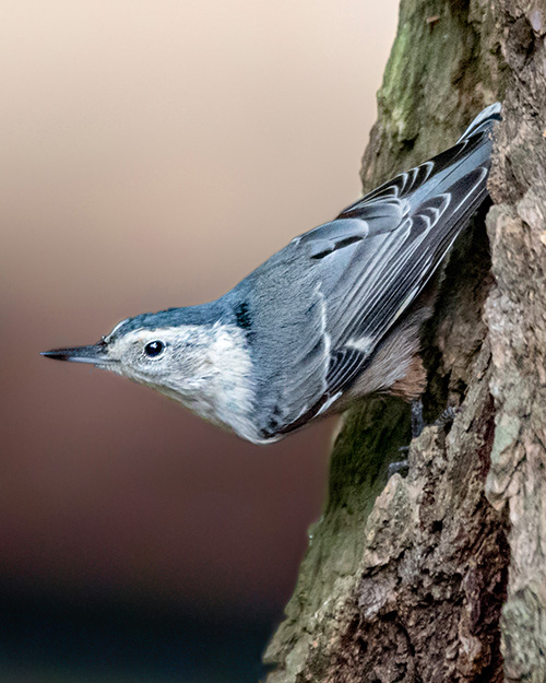 White-breasted Nuthatch