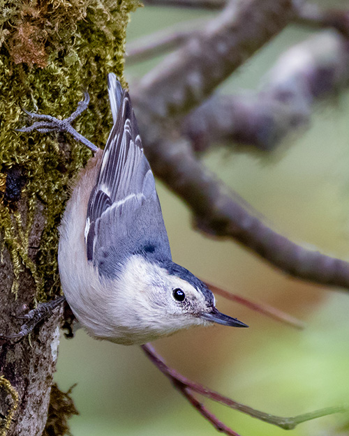 White-breasted Nuthatch