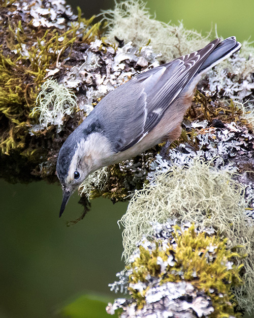 White-breasted Nuthatch