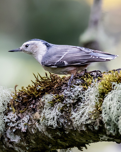 White-breasted Nuthatch