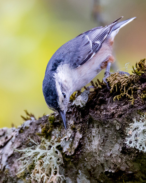 White-breasted Nuthatch