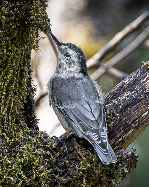 White-breasted Nuthatch