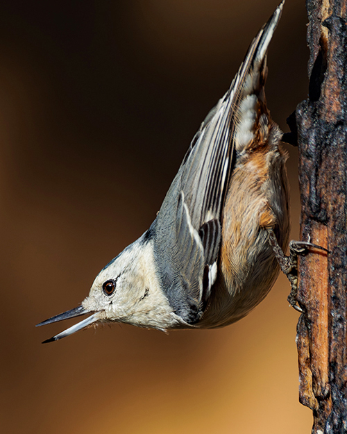 White-breasted Nuthatch