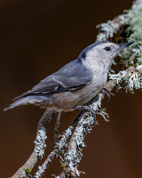 White-breasted Nuthatch