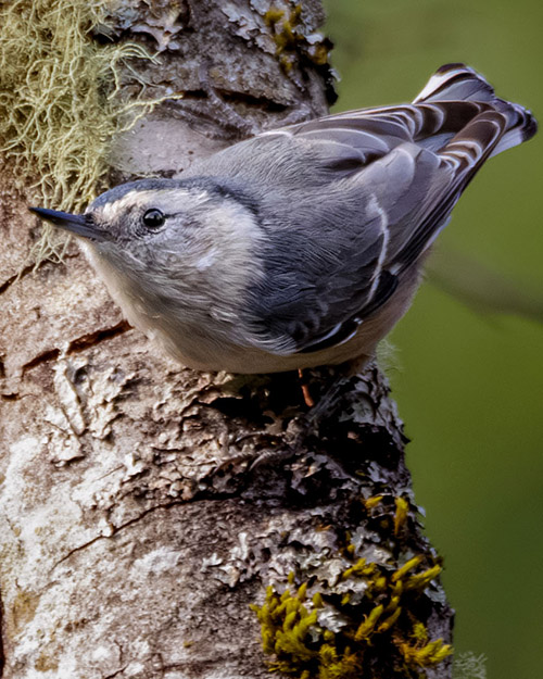 White-breasted Nuthatch