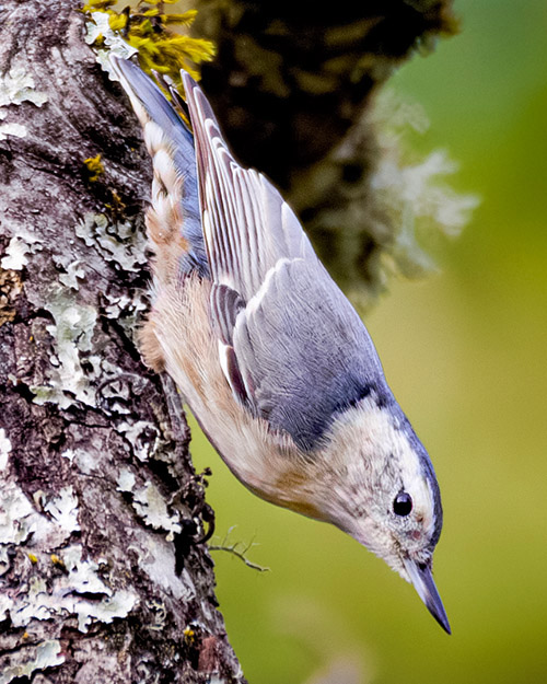 White-breasted Nuthatch