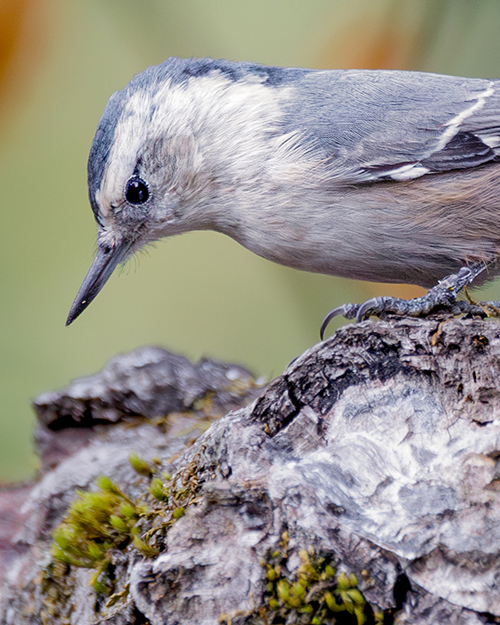 White-breasted Nuthatch