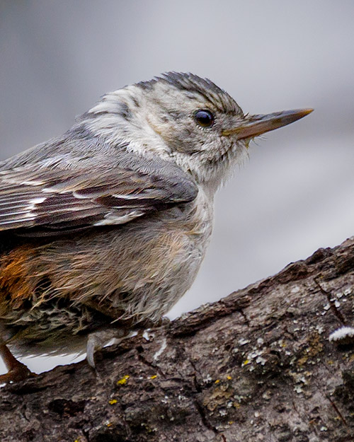 White-breasted Nuthatch