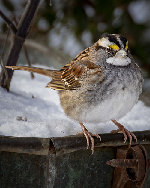 White-throated Sparrow